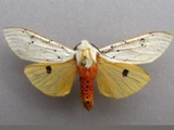 Rhodogastria similis
